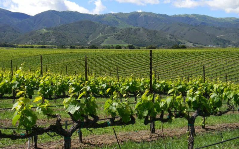 Sustainability in Action | McIntyre Vineyards